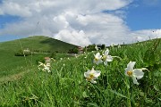 Spettacolo di narcisi e di amici sul Linzone (1392 m) il 12 maggio 2018 - FOTOGALLERY